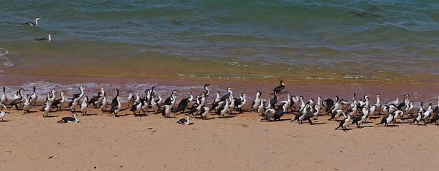 067 Shark Bay, francois peron NP, aalschovers.jpg